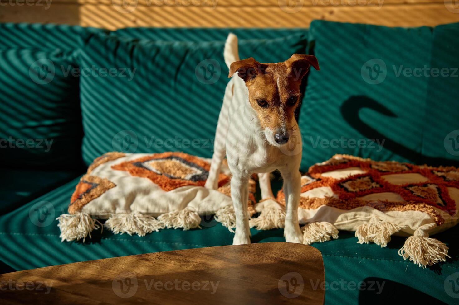 Dog standing on sofa in living room photo