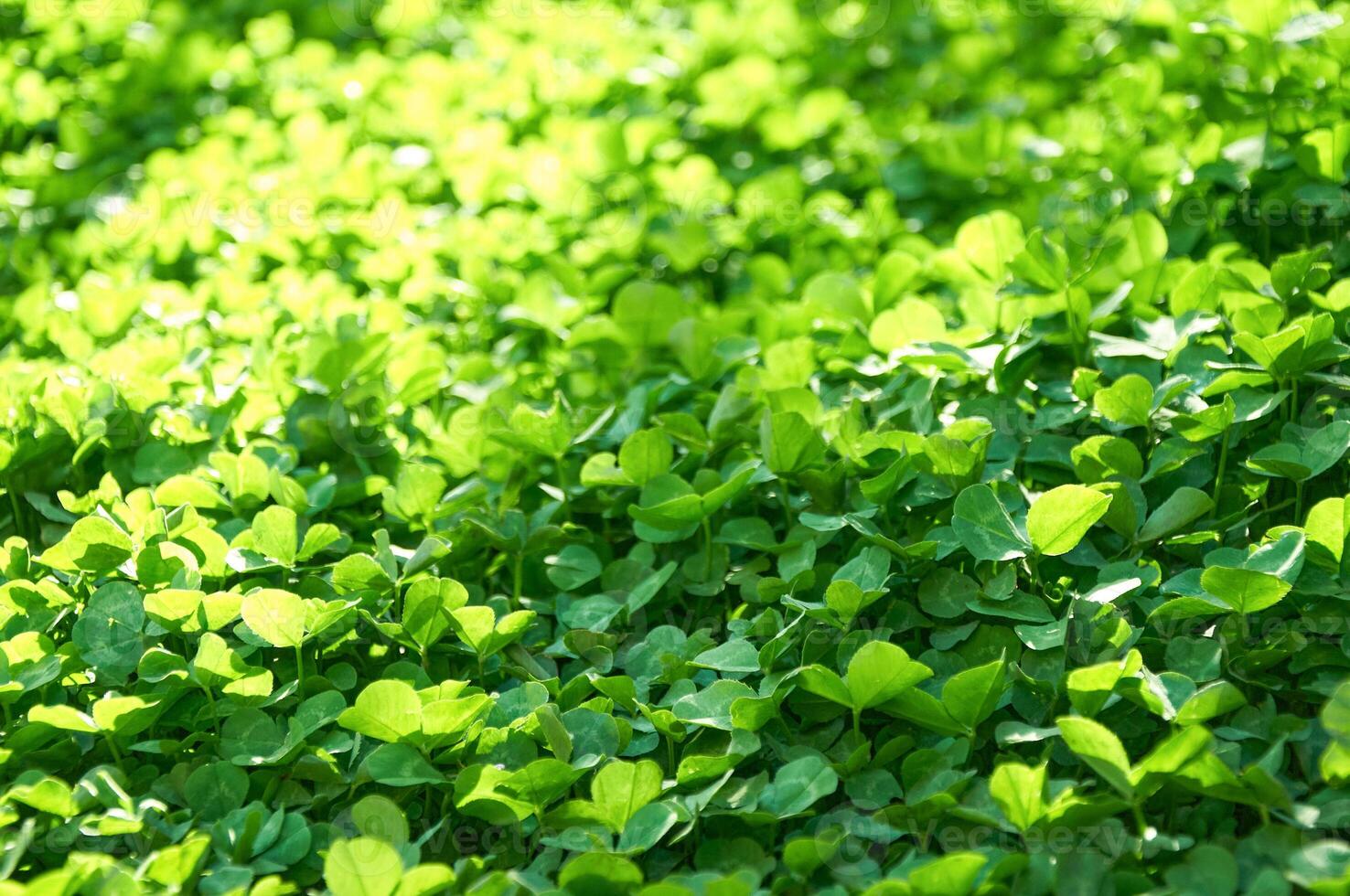Green background with shamrocks. Clover on a sunny day. Carpet made of natural clover. Natural grass background photo