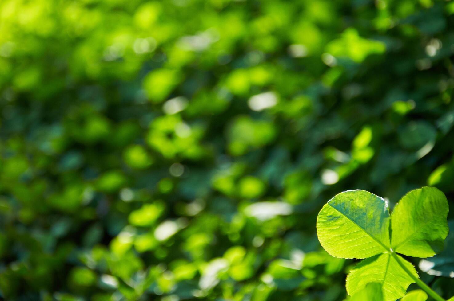 Green background with shamrocks. Clover on a sunny day. Carpet made of natural clover. Natural grass background photo