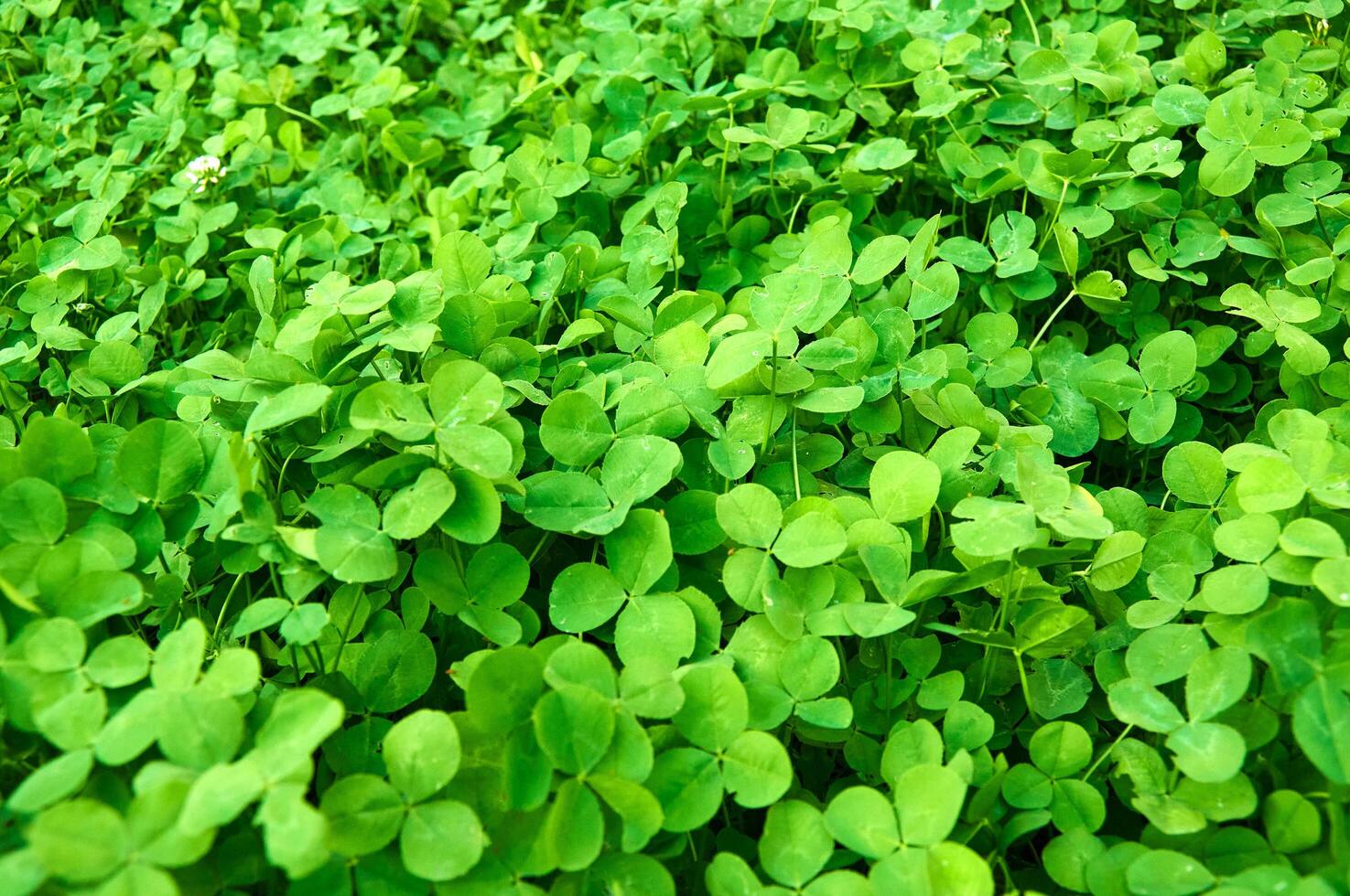 Clover view on top. Carpet of natural clover. Natural grass background photo