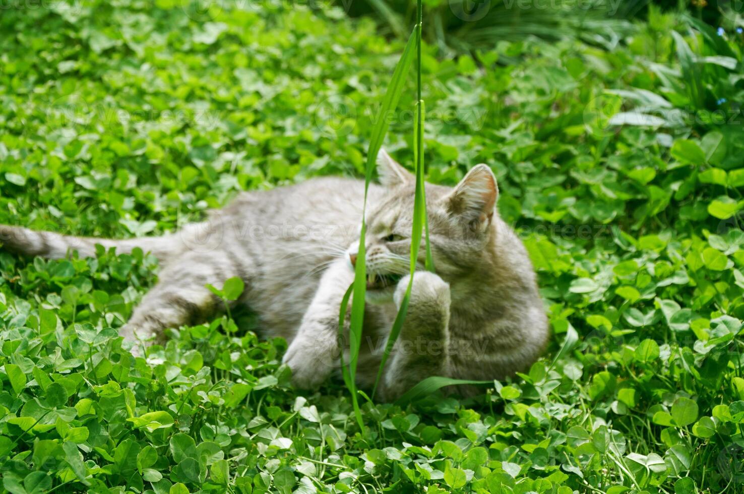 Cute gray cat plays with grass in green clover close-up photo