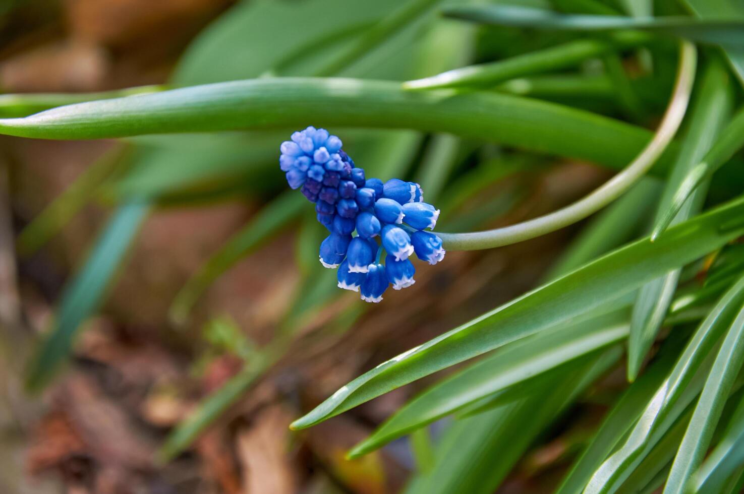 Spring Flowers of Muscari armeniacum among green grass in a spring garden in sunlight photo