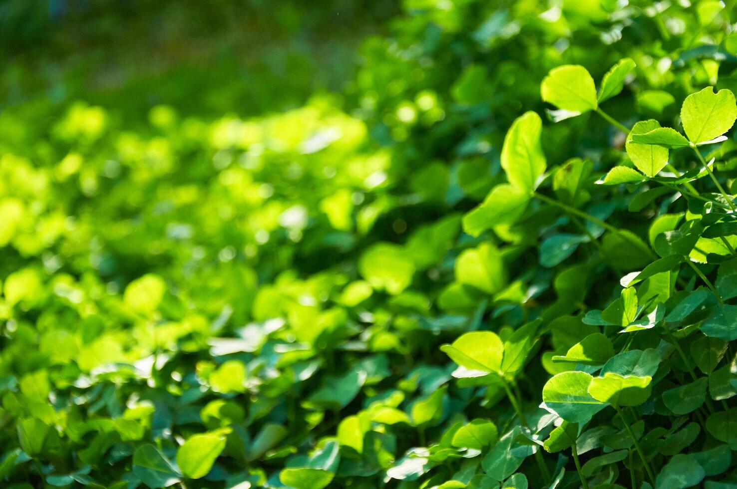 Green background with shamrocks. Clover on a sunny day. Carpet made of natural clover. Natural grass background photo