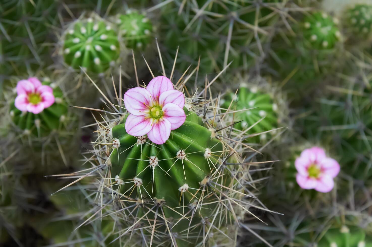 A green cactus with large spines and a pink flower. Blooming cactus. Close-up. photo