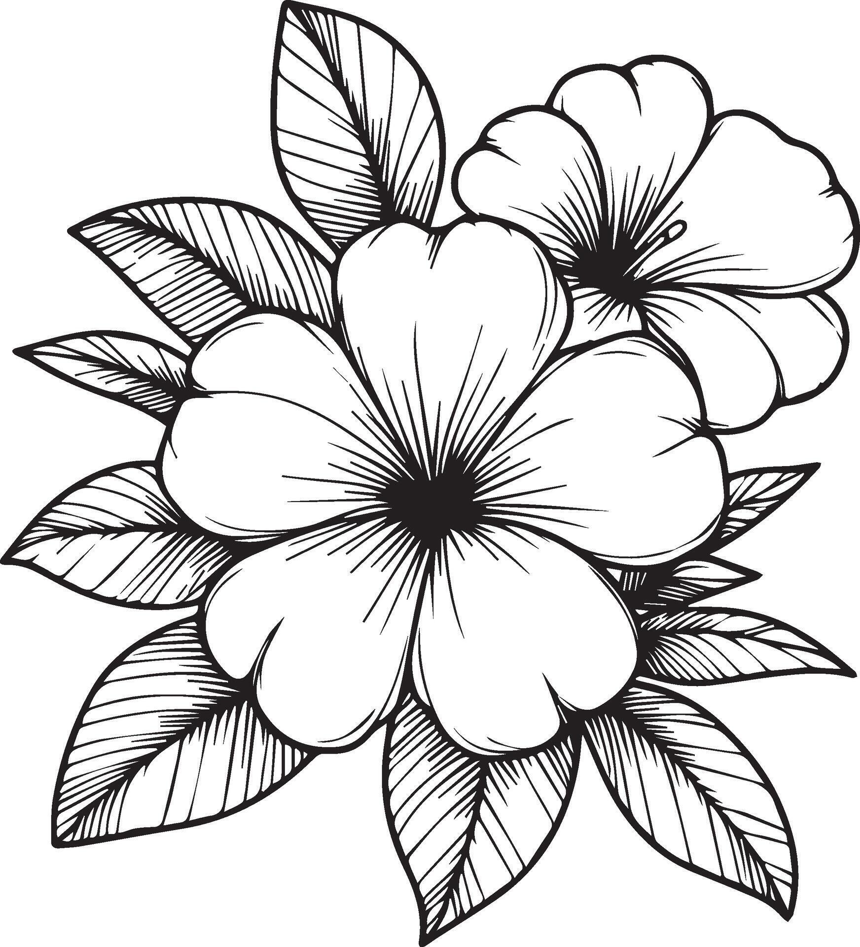 hand drawing flower sketch art of Allamanda cathartica, Allamanda cathartica coloring pages