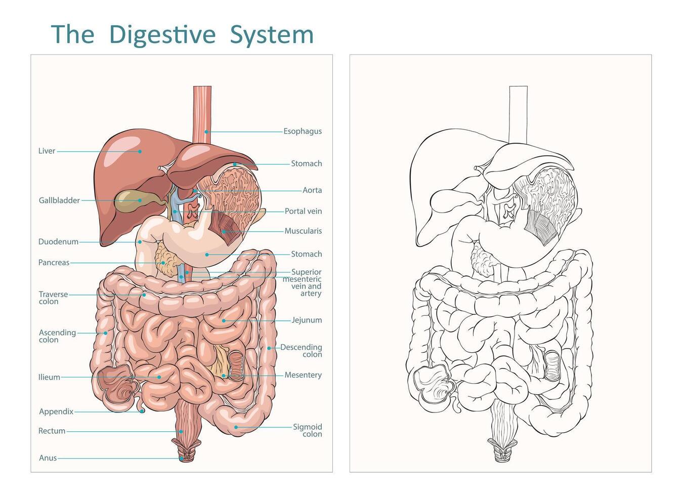 Internal human digestive system outline and flat illustration. Gastrointestinal tract. Digestive system liver esophagus stomach pancreas gallbladder duodenum appendix intestine. vector