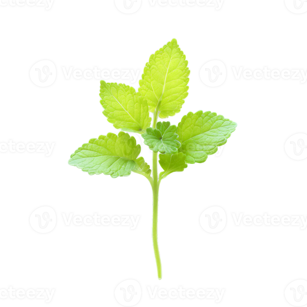 Lemon balm microgreens Melissa officinalis bright green leaves with a hint of yellow gently curled png