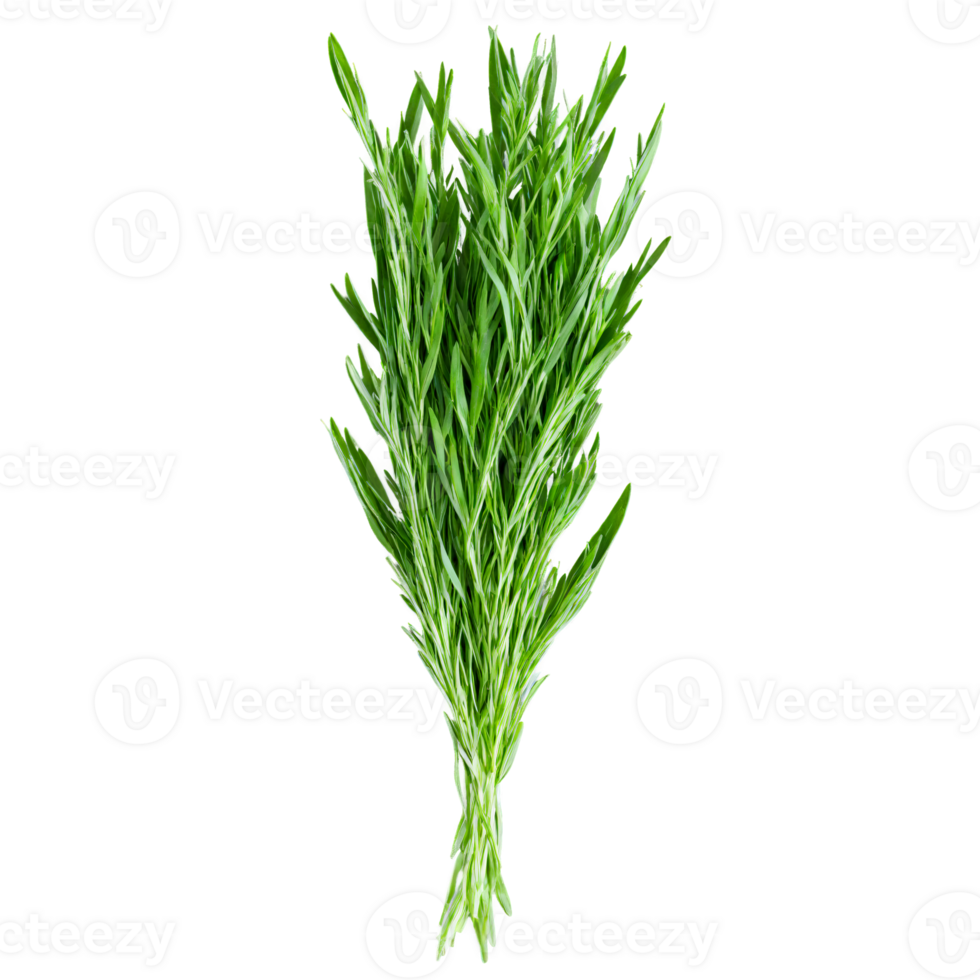 Fresh tarragon leaves bright green color slender shape glossy surface Food and culinary concept png