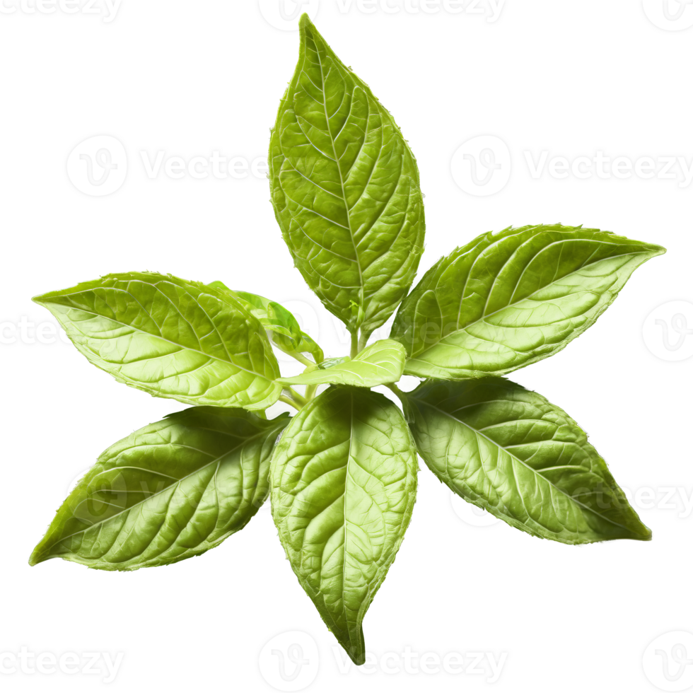 Holy basil leaves fluttering in a sacred aromatic breeze Ocimum tenuiflorum Food and Culinary concept png