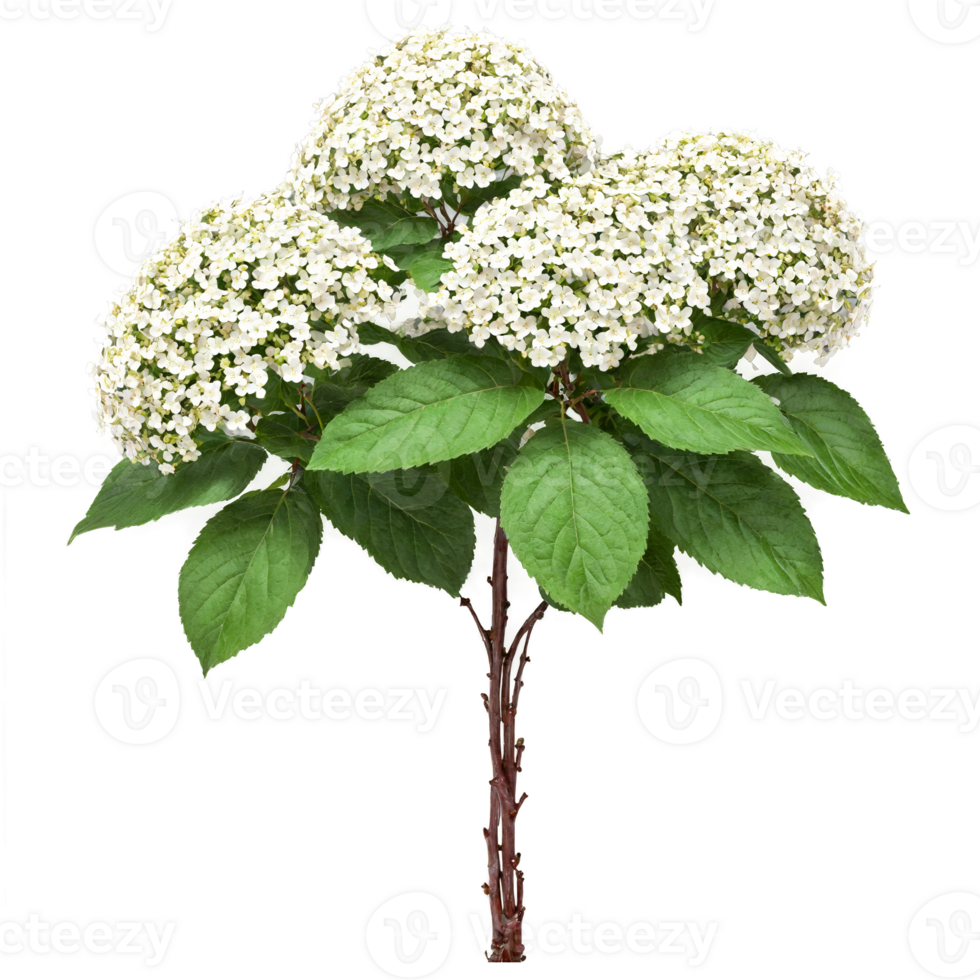 Wayfaring Tree shrub with large oval leaves and clusters of white flowers and red berries png