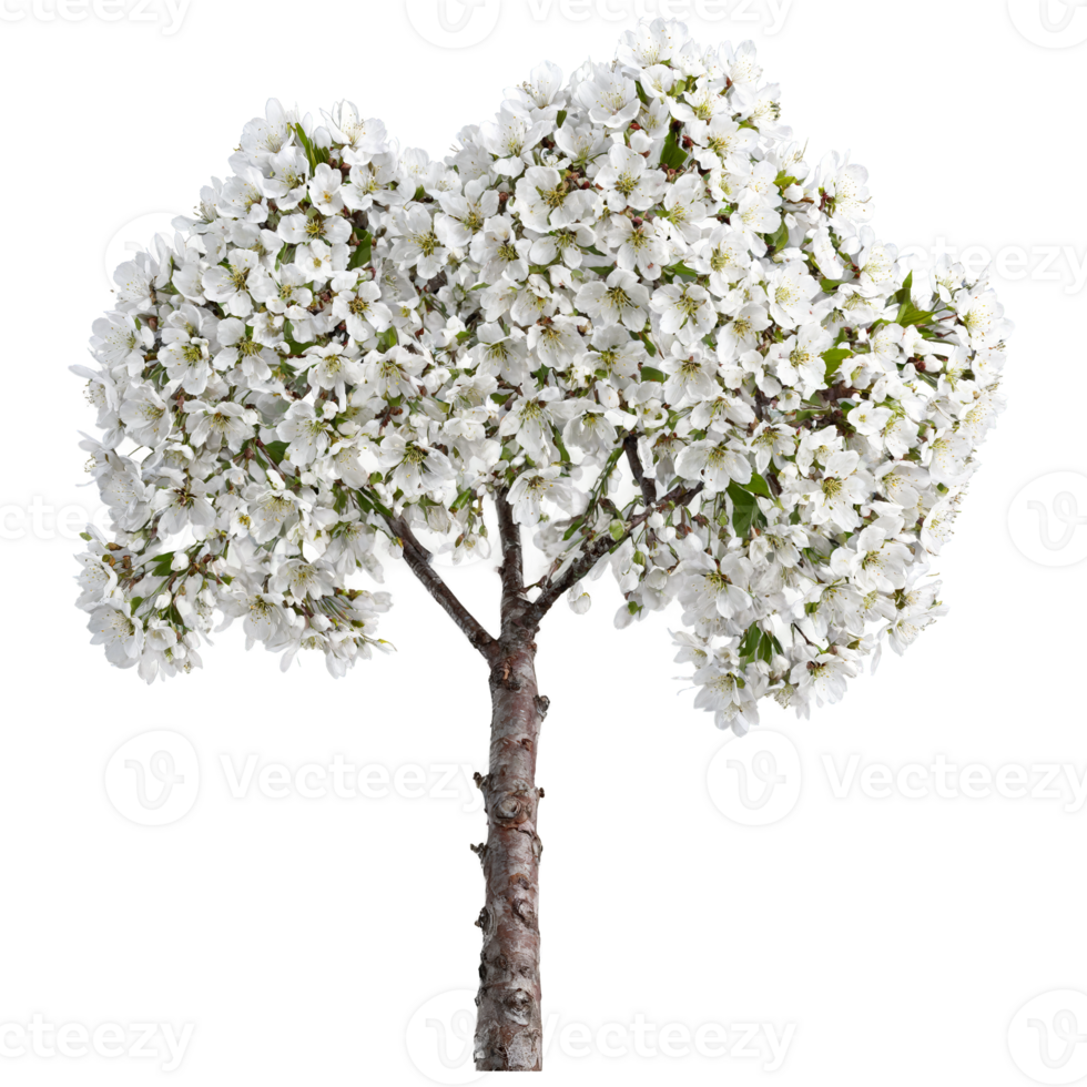 Wild Cherry Tree medium sized tree with smooth reddish brown bark and clusters of white png