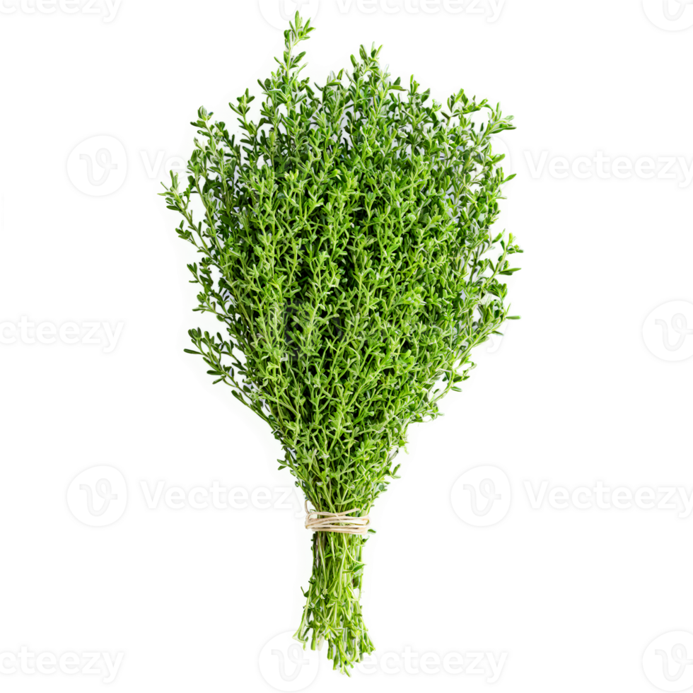 Fresh lemon thyme sprigs vibrant green color tiny leaves delicate stems Food and culinary concept png