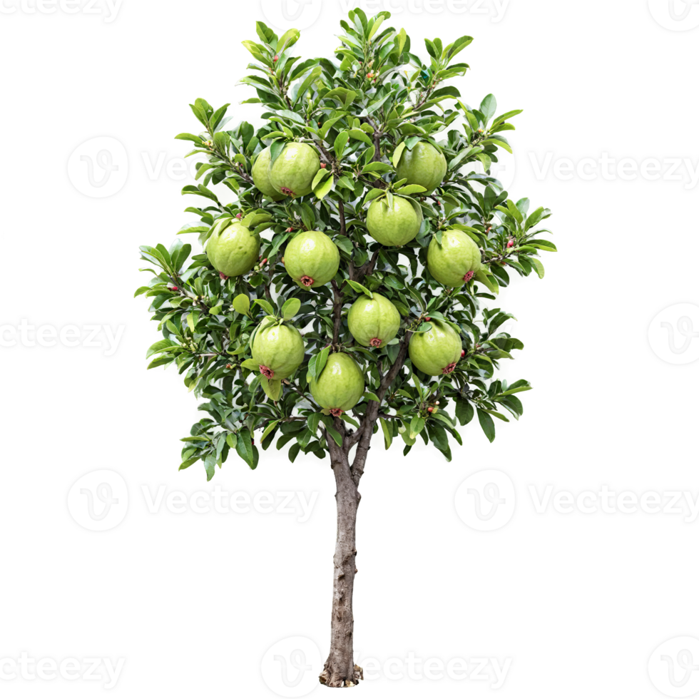 Guava Tree small green fruits and glossy dark green leaves Psidium guajava Final image png