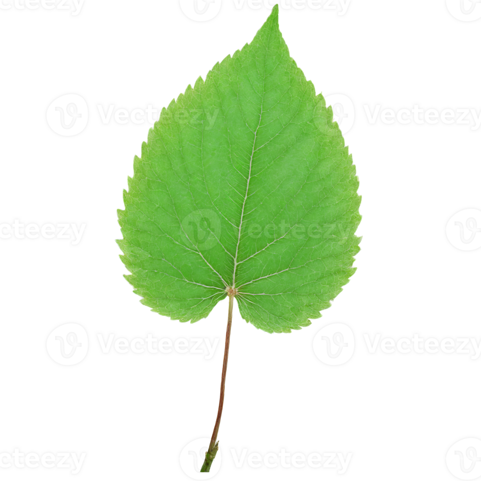 Apple Leaf oval green leaf with serrated edges and a slightly wavy texture fluttering softly png