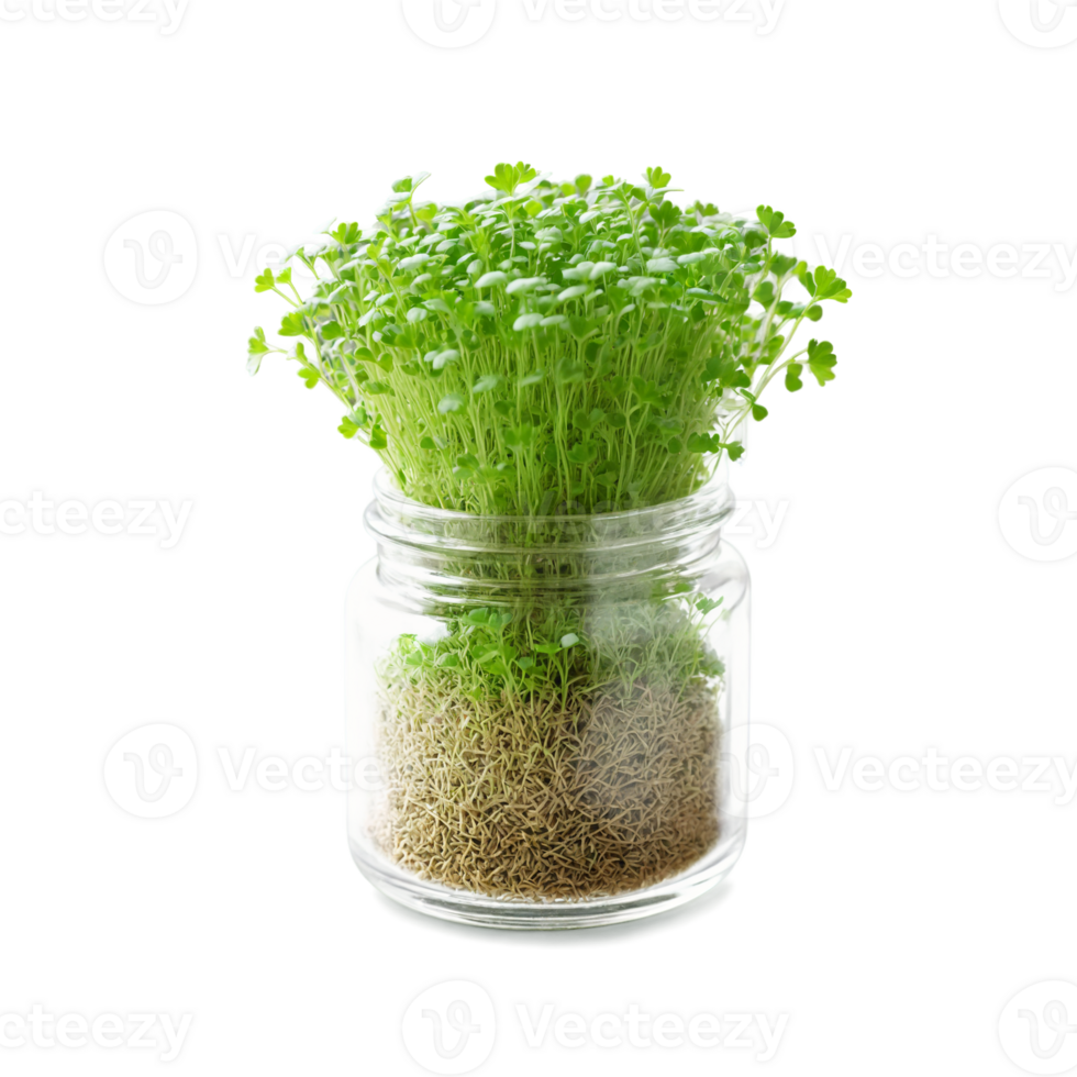 Chervil microgreens in a small glass spice jar, emphasizing its fine, lacy leaves and light green color, png