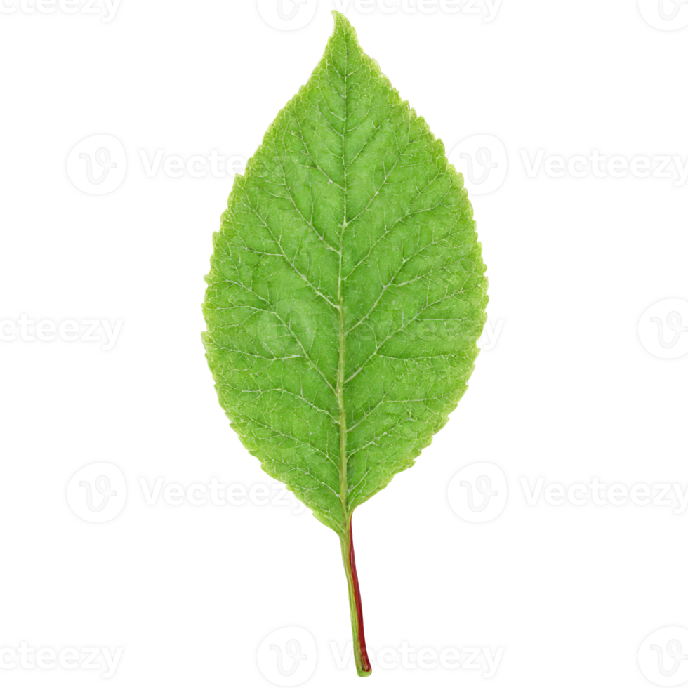 Viburnum Leaf large red leaf with deep lobes and serrated edges slightly twisted Viburnum opulus png