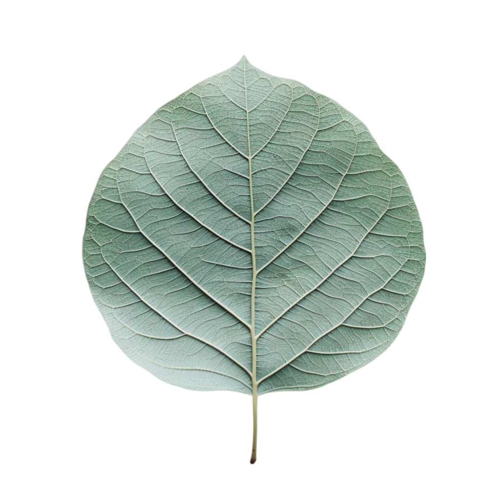 a leaf on a leaf png