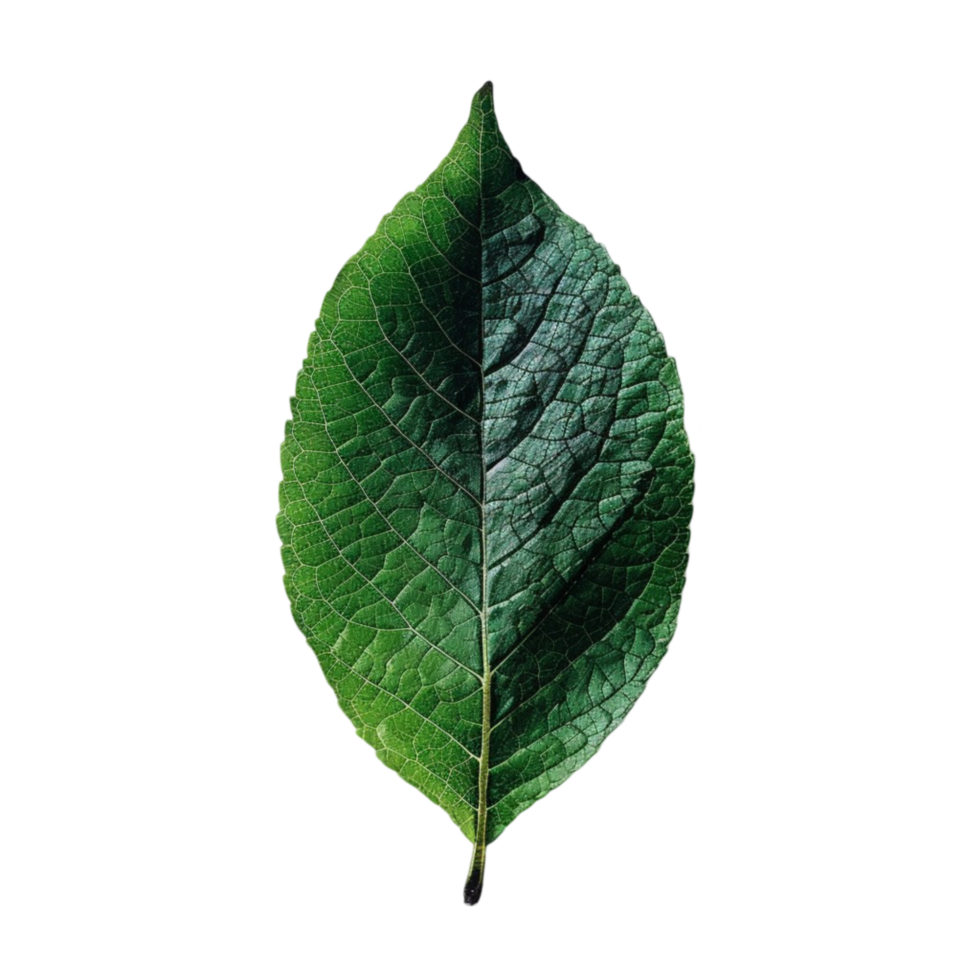 green leaf closeup png