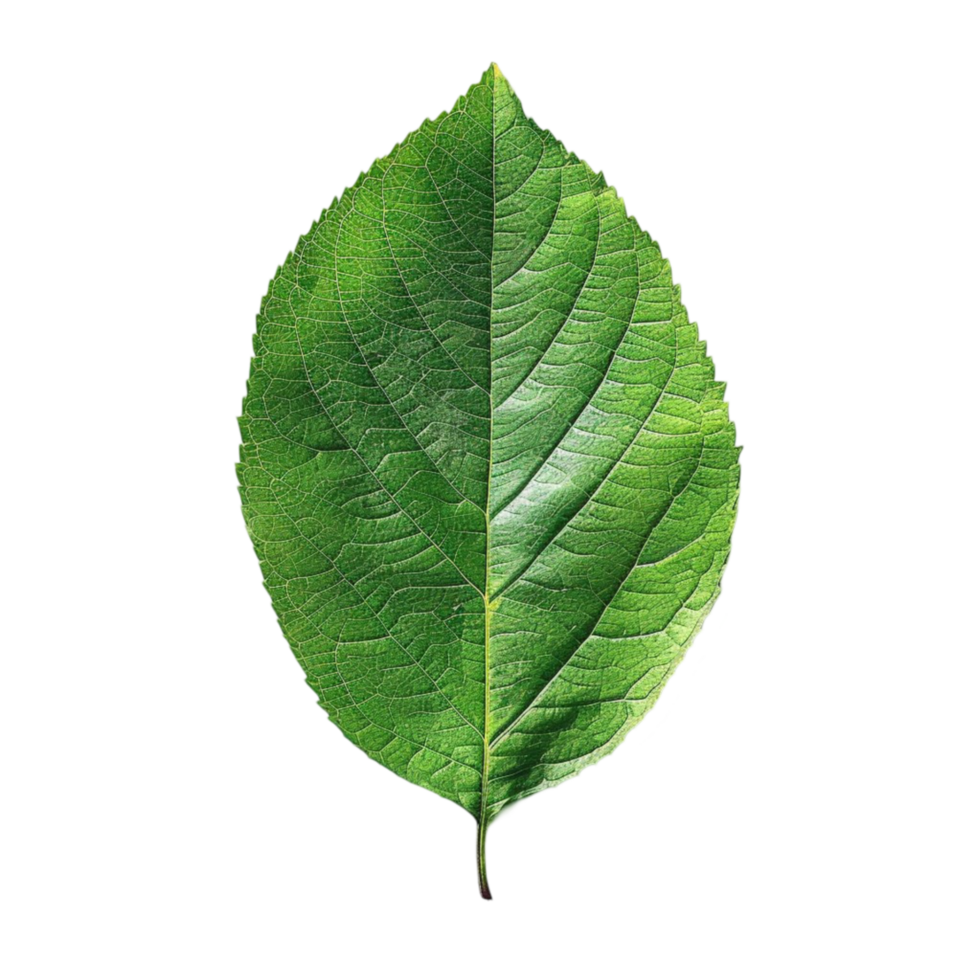a green leaf picture png
