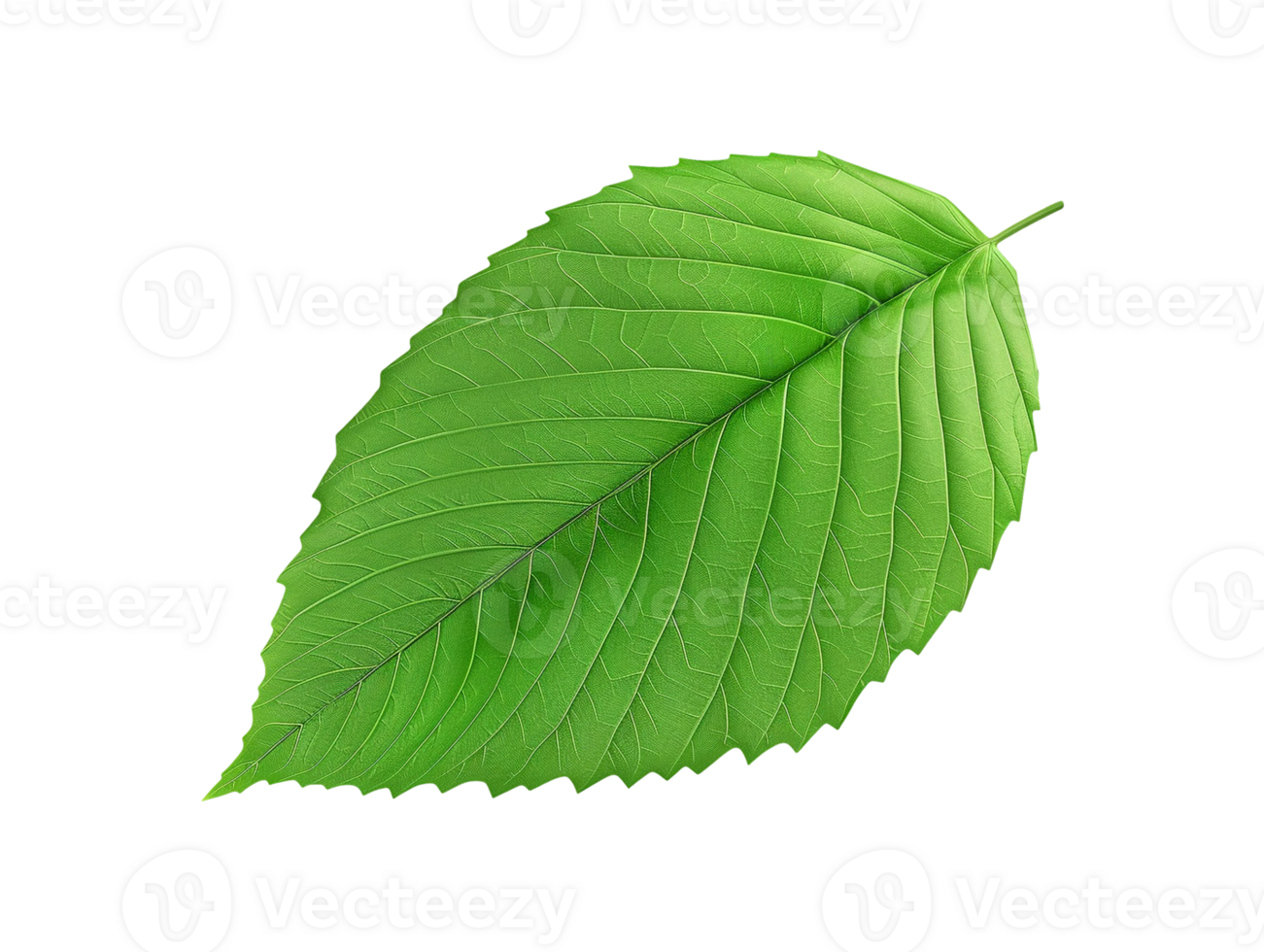 green leaf isolated png