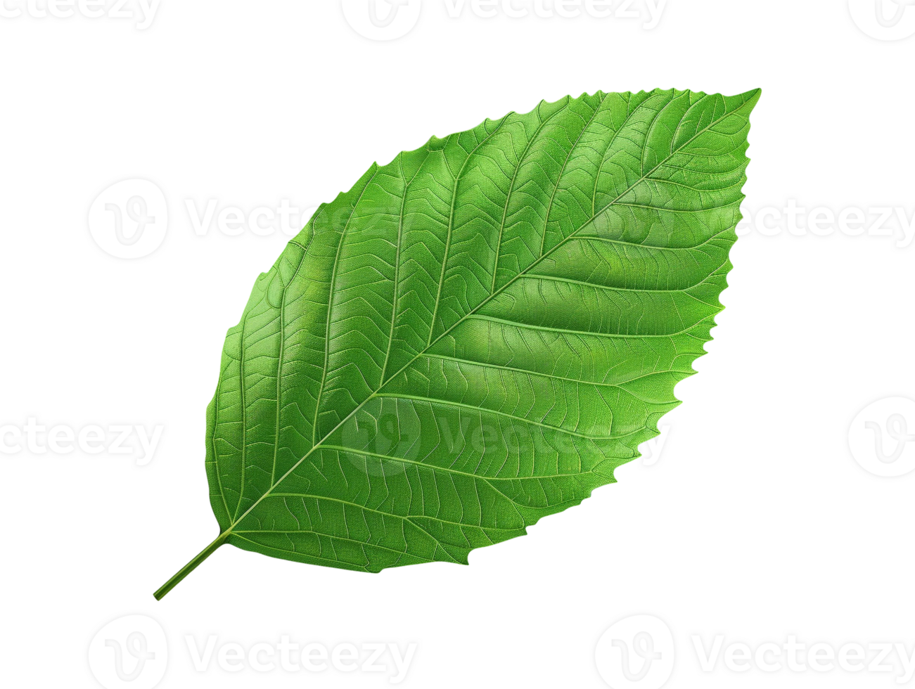 green leaf isolated png