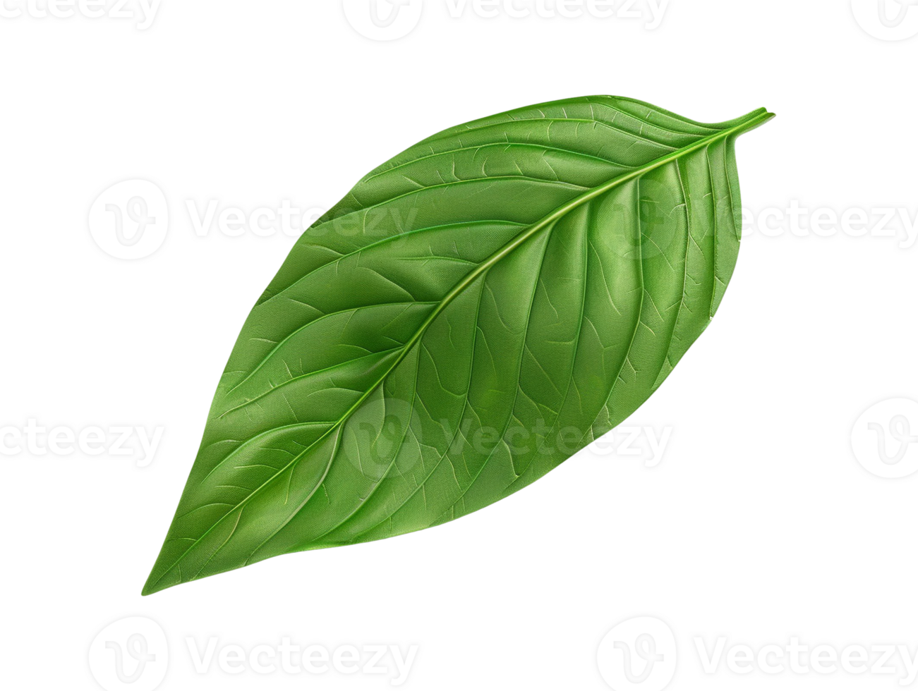 green leaf isolated png