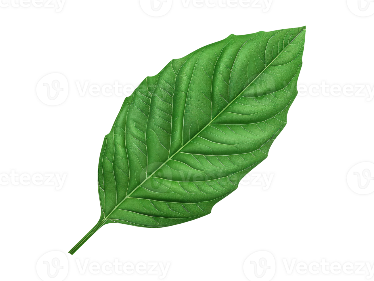 green leaf isolated png