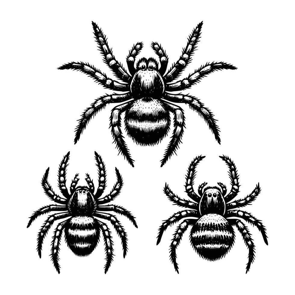Vintage engraving isolated spider set ink sketch. black and white engrave isolated spider illustration vector