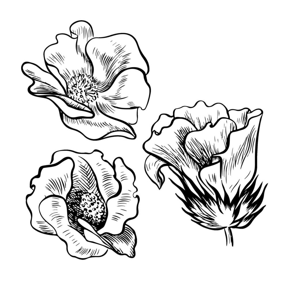 Cotton flowers. A set of graphic illustrations, hand-drawn. High-quality black and white image of a blooming flower, ideal for creating designs and artwork. Isolated image on a white background vector