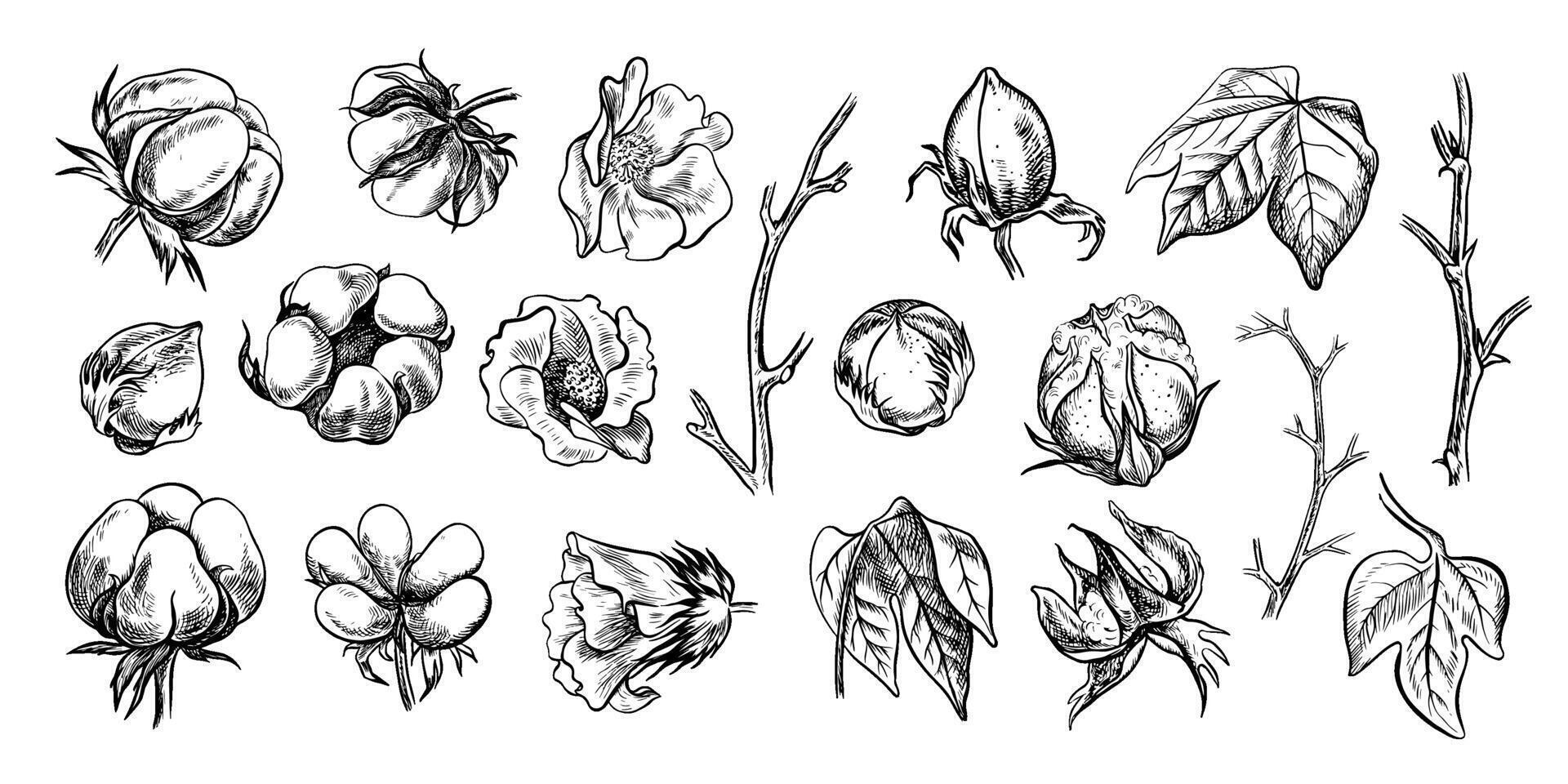 The cotton is organic. A set of black and white, detailed, graphic illustrations in the form of cotton boxes, emphasizing botanical features. Isolates, hand-drawn on a white background. vector
