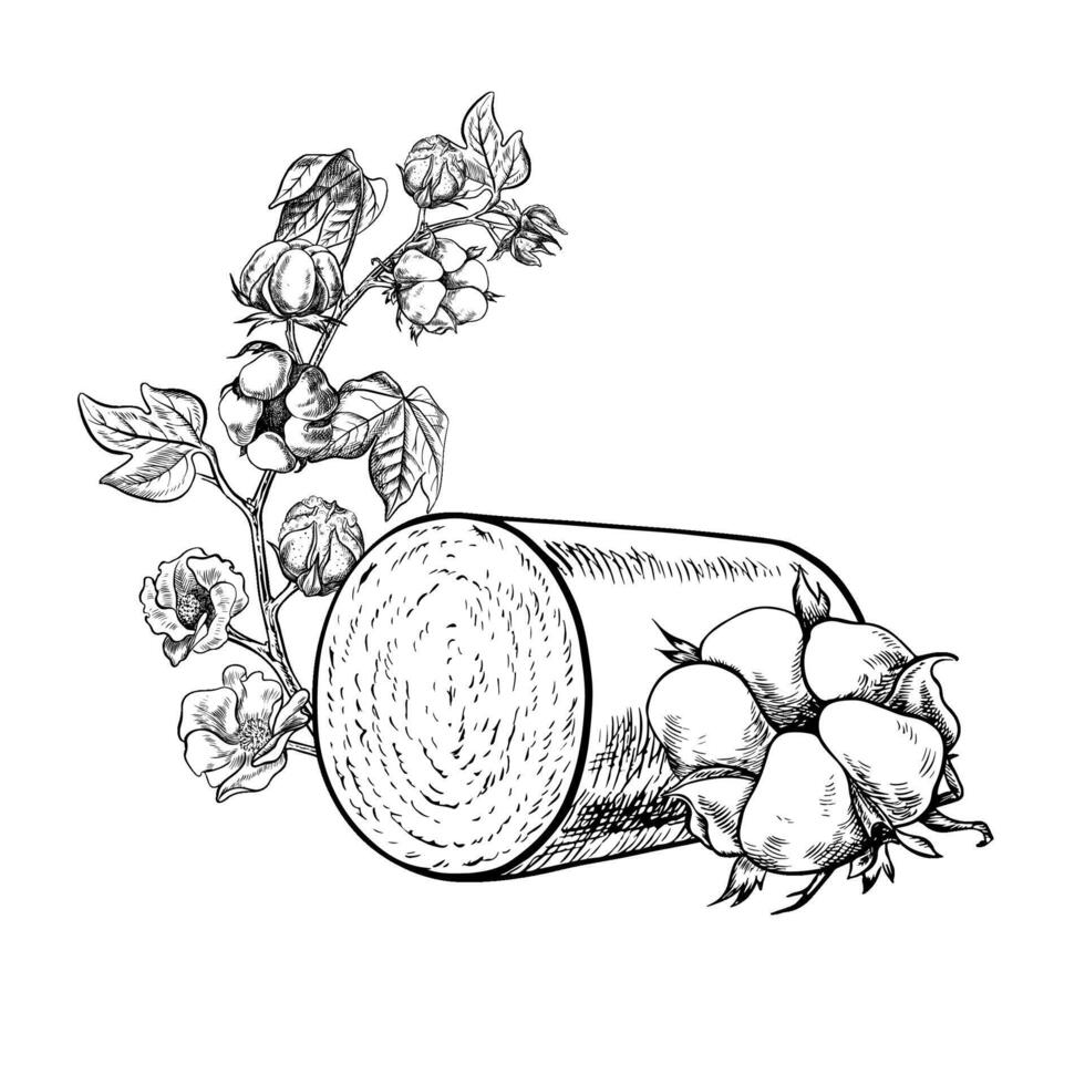 A high-yield roll of harvested organic cotton with cotton plants. Black and white, detailed, graphic, illustration. Isolate, hand-drawn on a white background. For the textile industry. vector