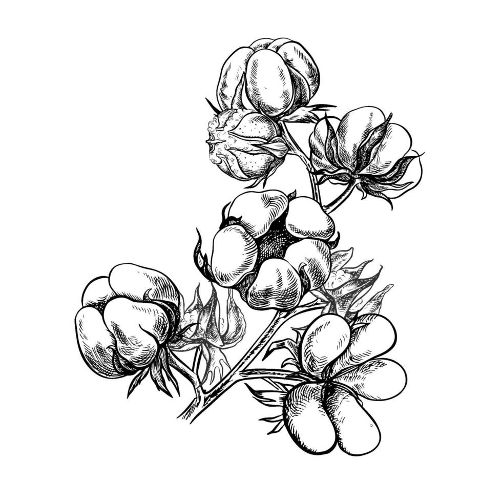 The cotton is organic. A branch of ripe cotton, emphasizing the botanical features. Black and white, detailed, graphic, illustration. Isolate, hand-drawn on a white background. vector