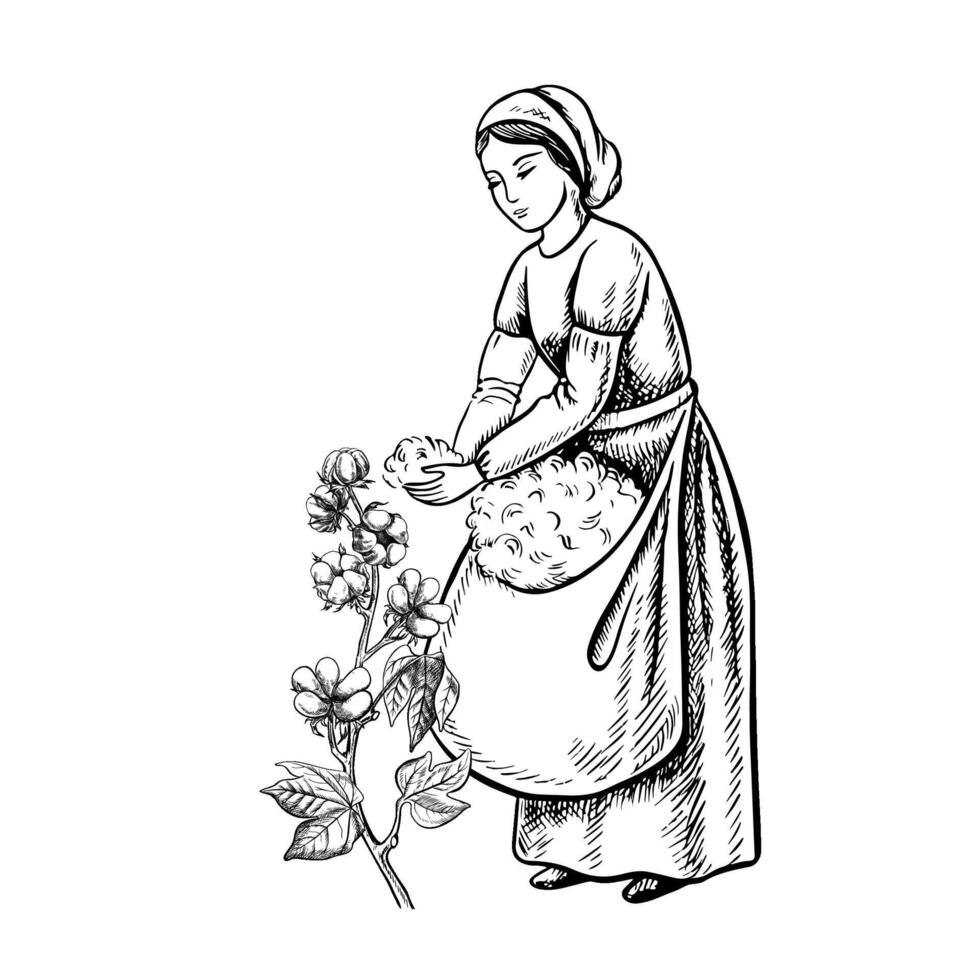 A cotton picker by hand. Black and white, detailed, graphic, illustration. A beautiful woman picking cotton with her own hands. Isolate, hand-drawn on a white background. vector
