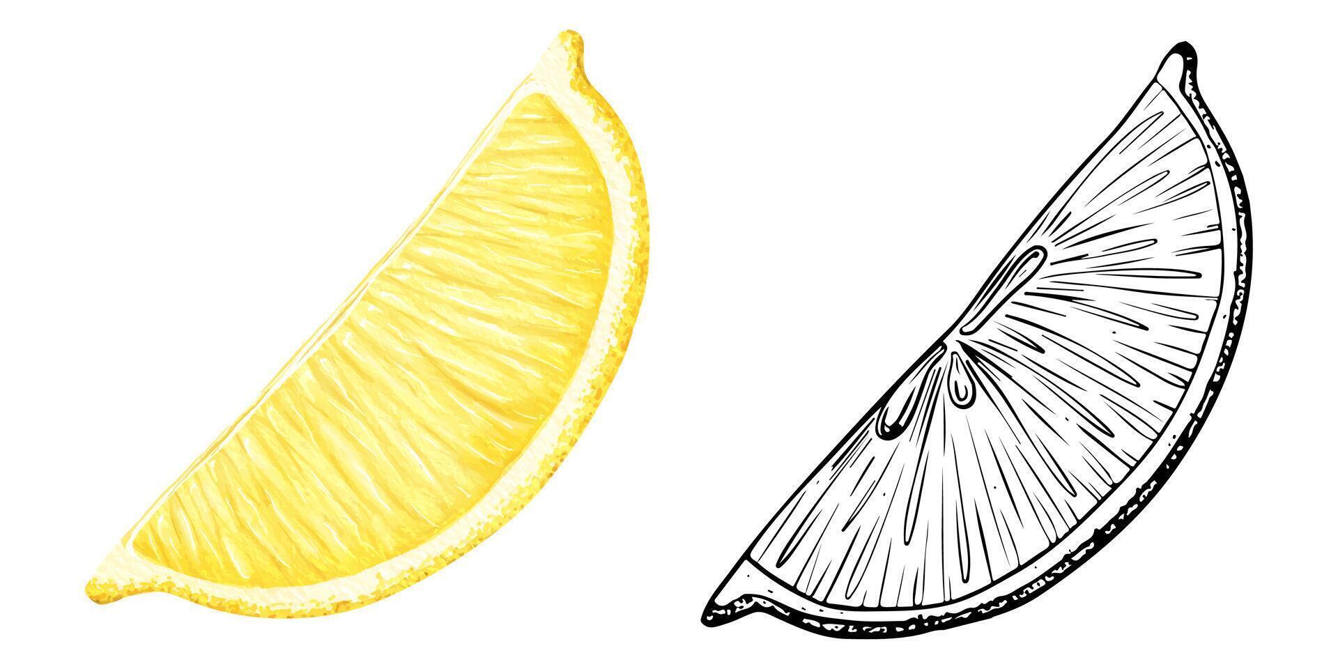 Set of lemon slices. Watercolor and sketch hand drawn isolated illustrations. Half tropical citrus fruit. Design for menu, package, cosmetic, textile, cards vector