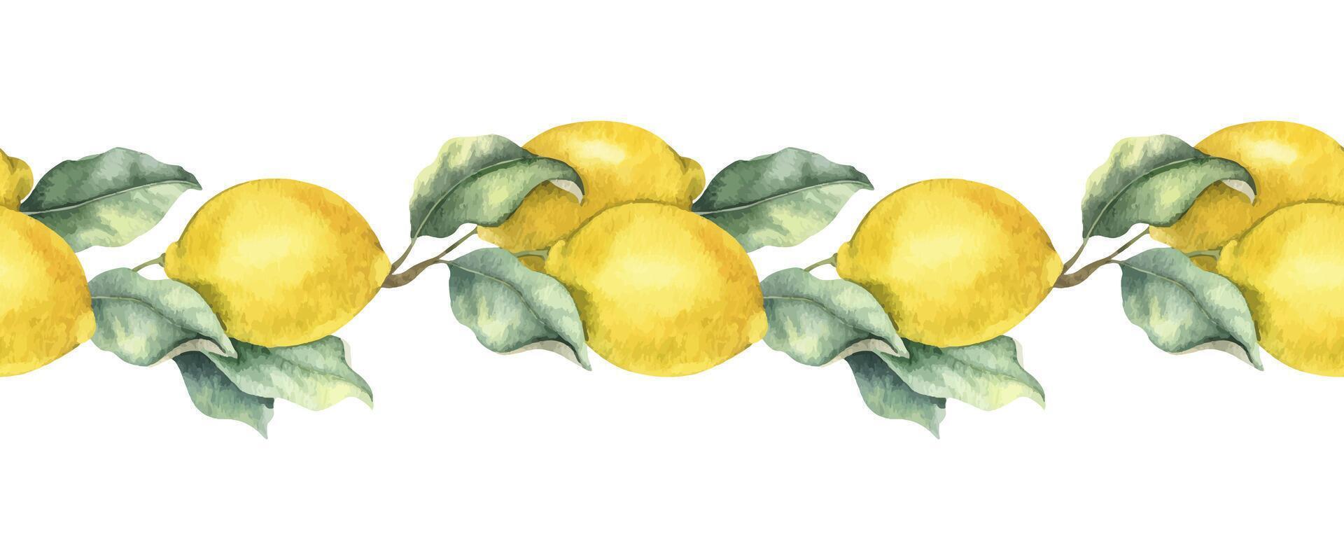 Lemon Branches with fruits and leaves. Isolated hand drawn watercolor seamless border. Banner of Tropical citrus fruit. Design for menu, package, cosmetic, textile, cards vector