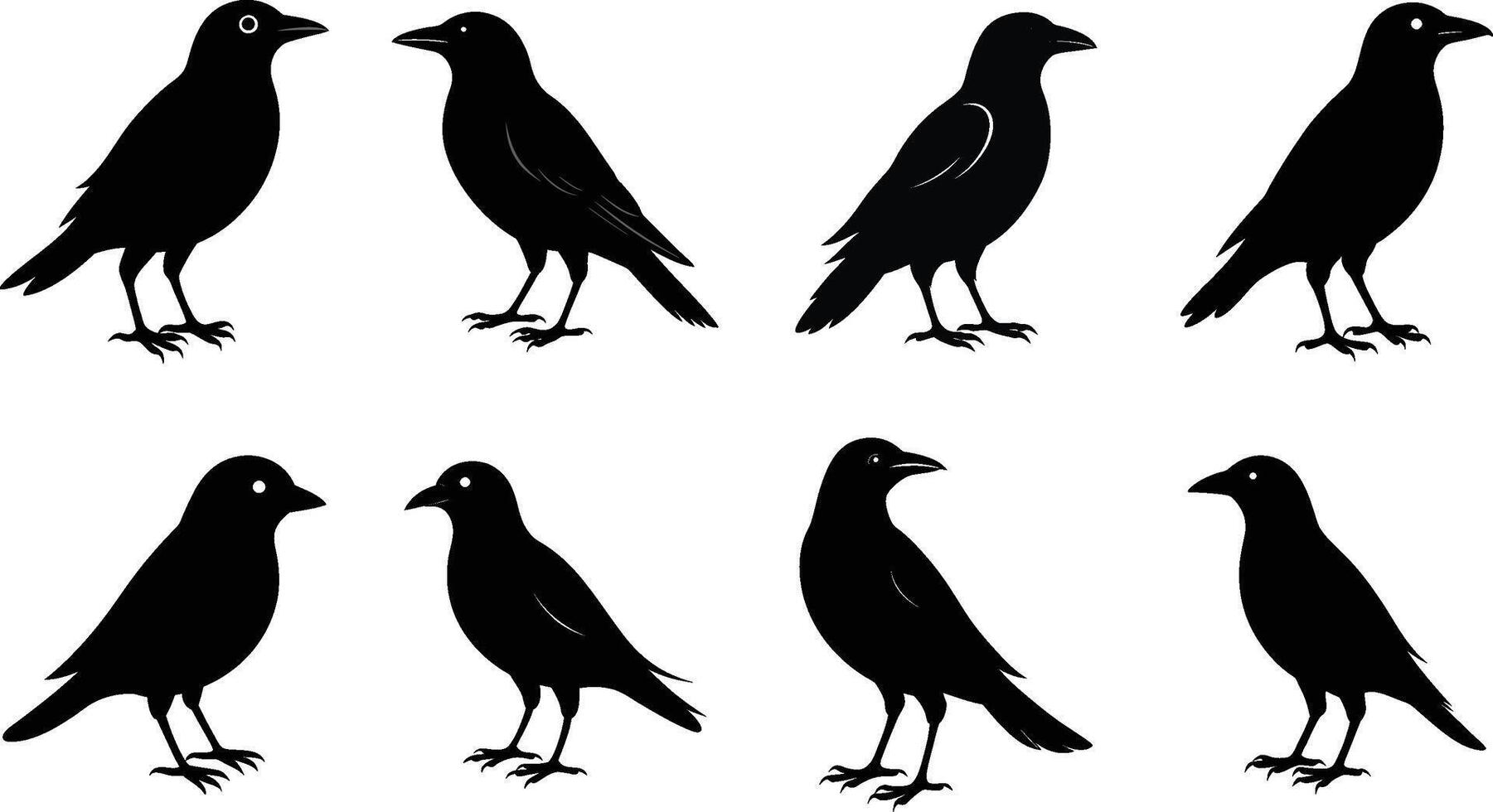 Crow bird graphic vector