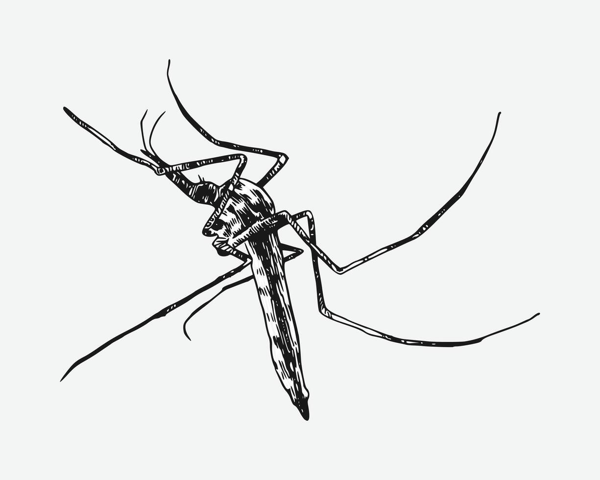 Mosquito drawing. Isolated on white background. Different action, pose, Monochrome hand drawn illustration. vector