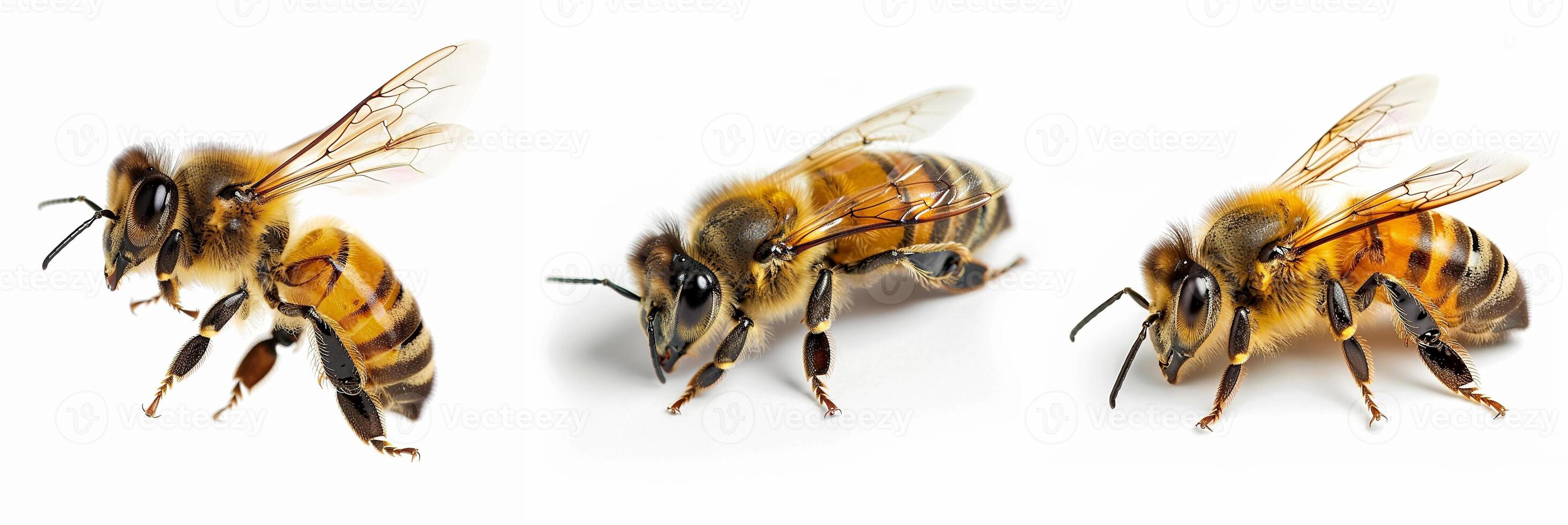 Three bees isolated on white background concept photo