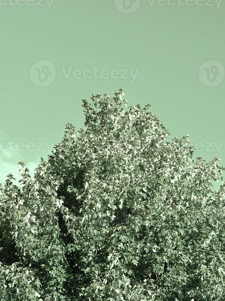 Maple in summer with green tint photo
