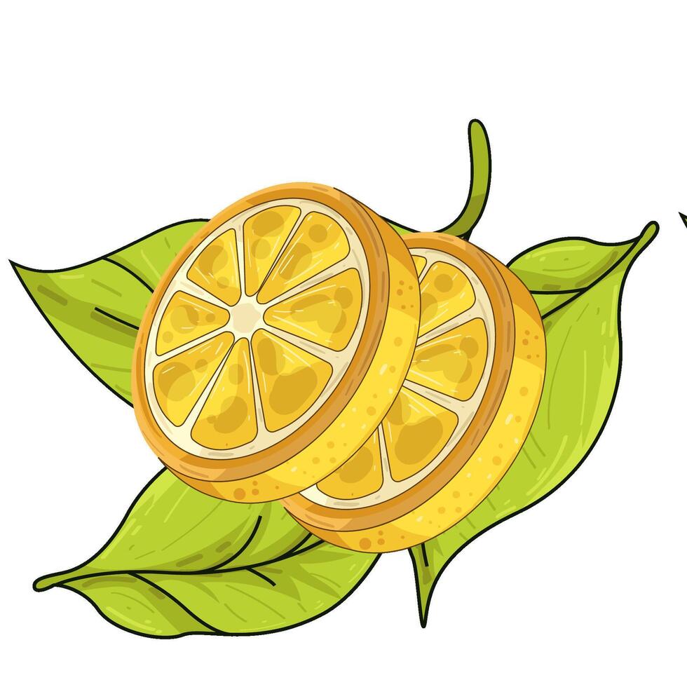 Illustration of lemon slice vector