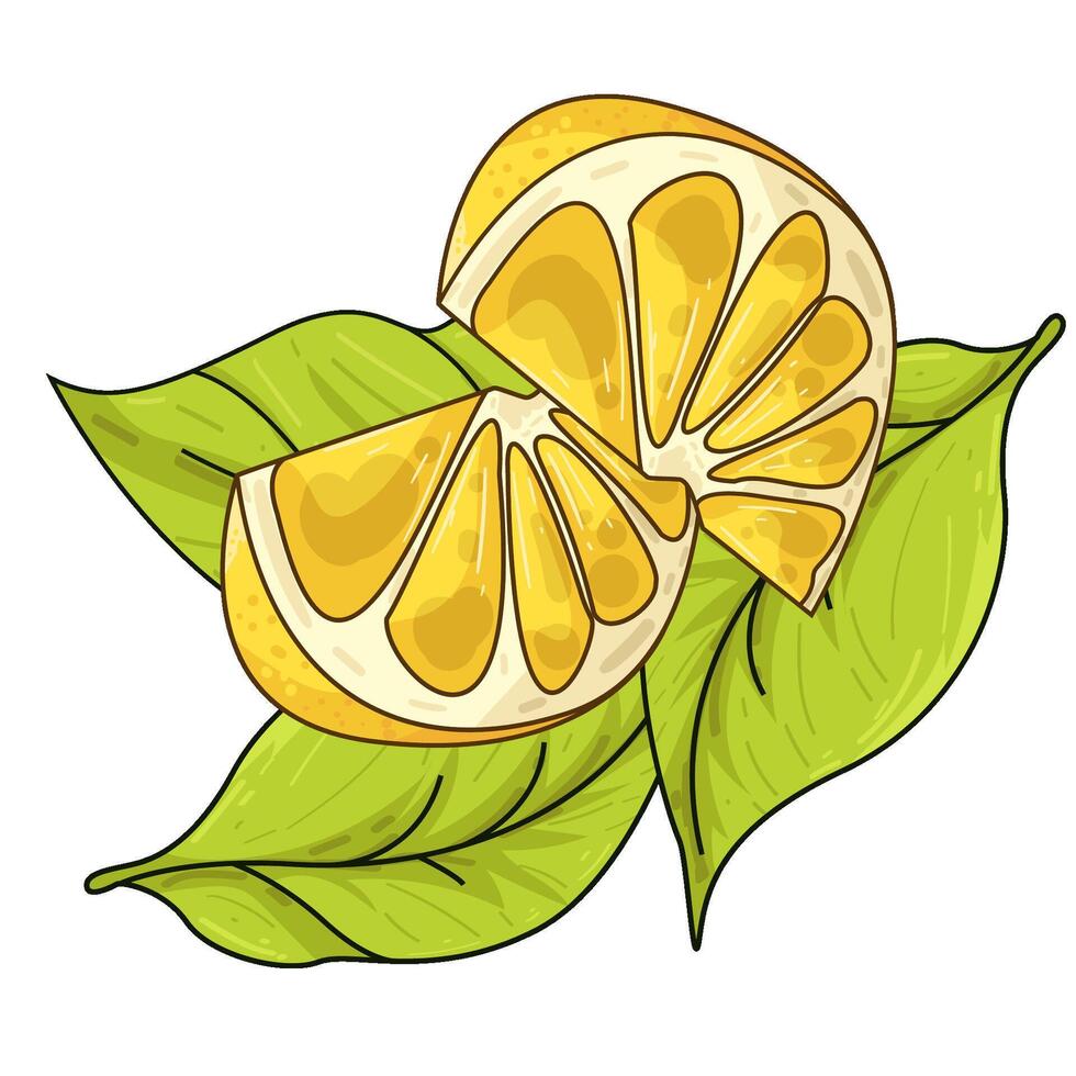 Illustration of lemon slice vector
