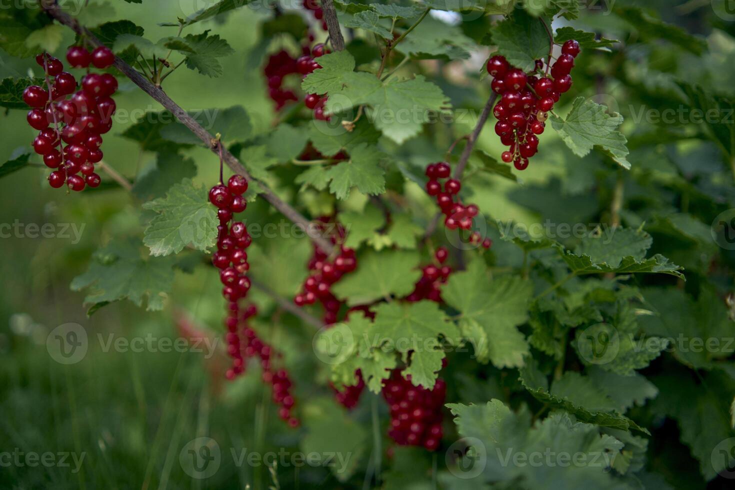 unripe red currant berries in the garden photo