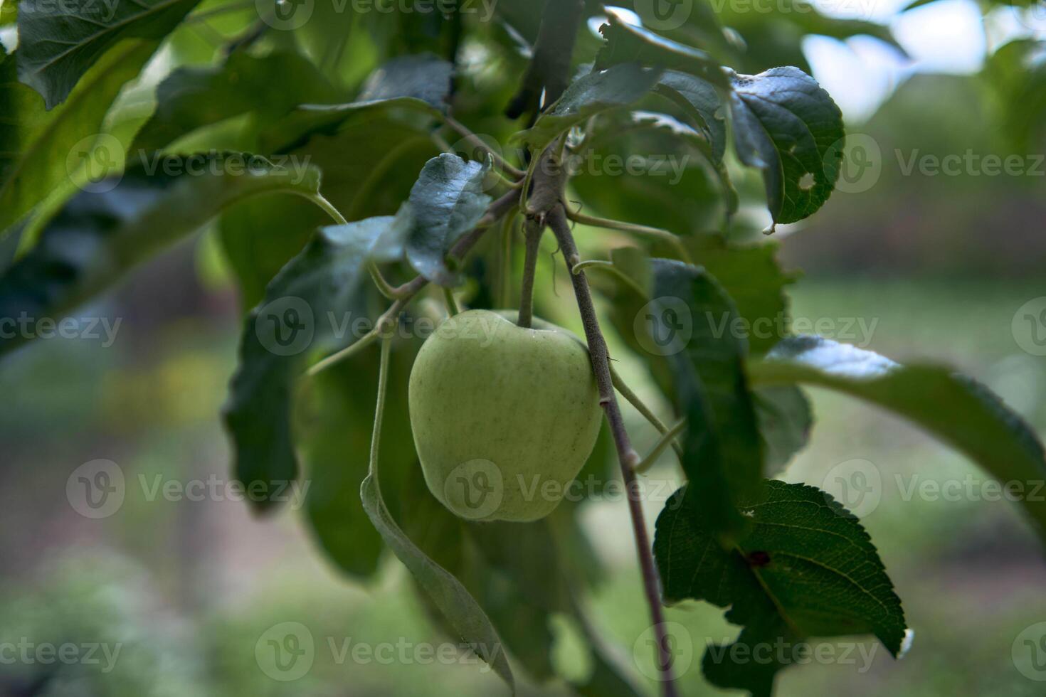 a green apple in the garden photo