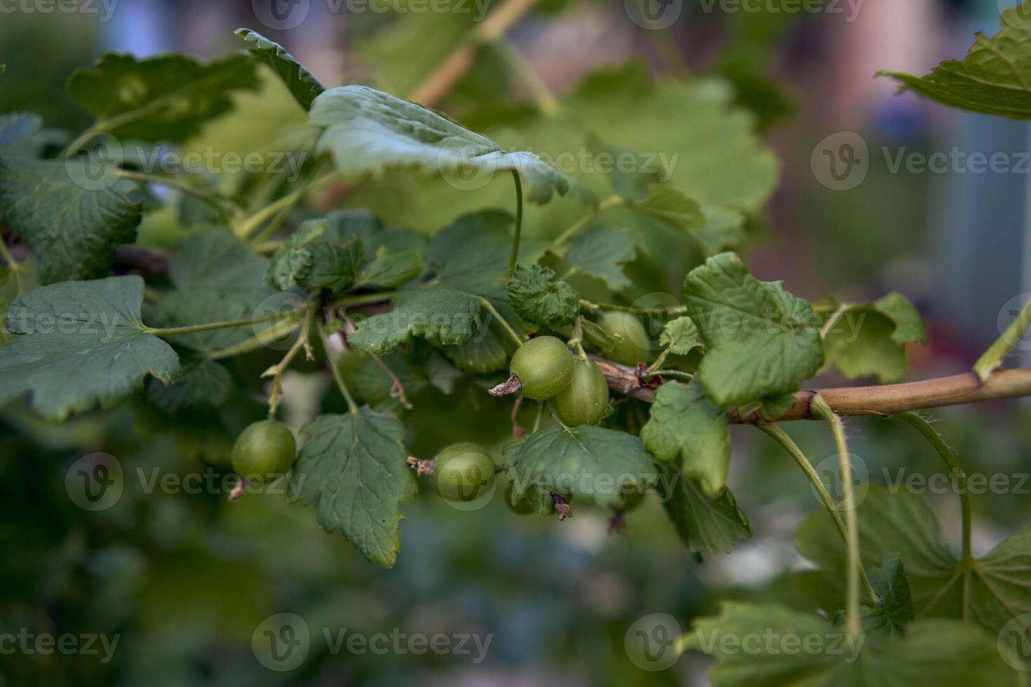 an unripe berries of a hybrid of currant and gooseberry, yoshta, in the garden photo