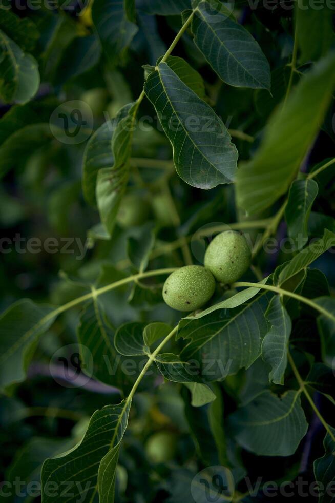 the green walnuts ripen on the tree photo