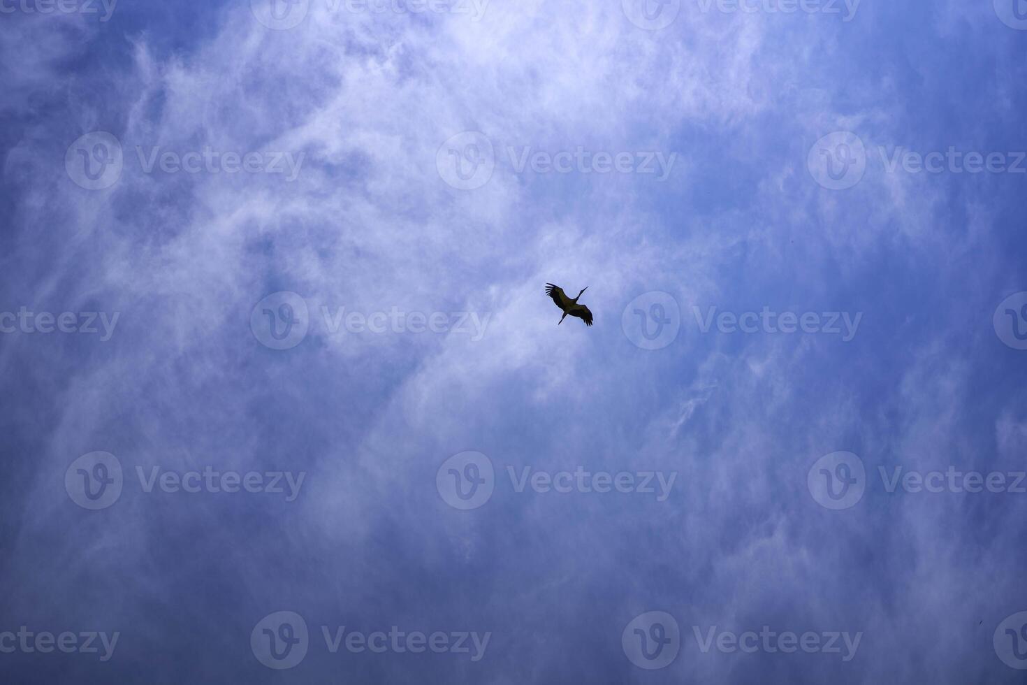 stork circling in the sky on a summer day with white cirrus clouds photo