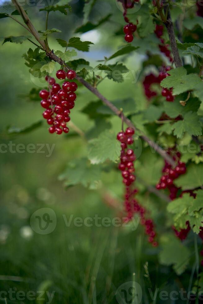 unripe red currant berries in the garden photo