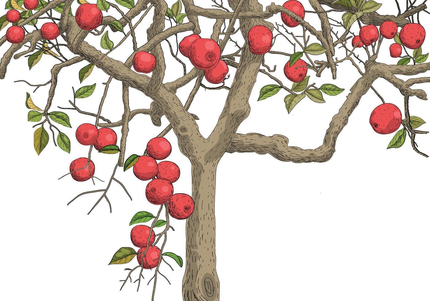 Apple tree with branches and red apples fruit illustration. Isolated on white background. vector