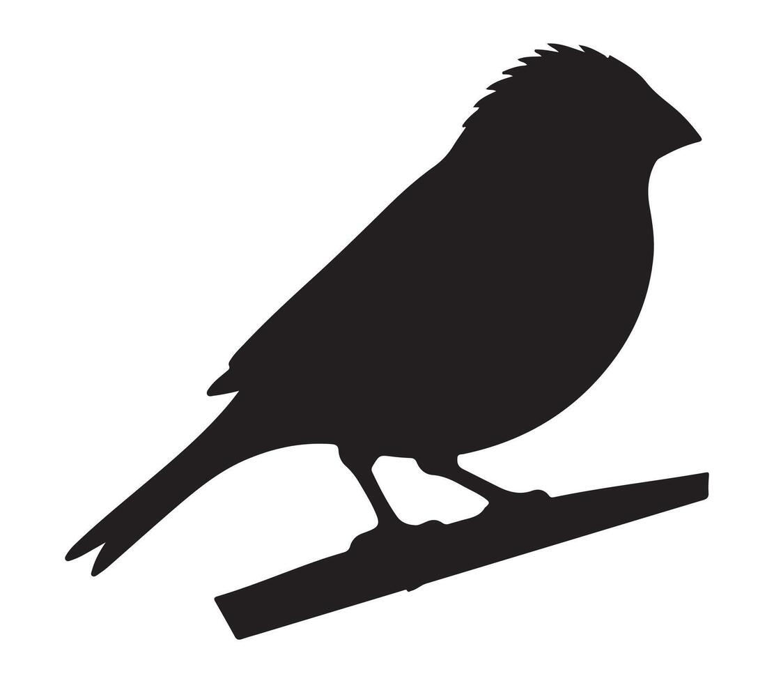 African Firefinch Black Silhouette on white background vector