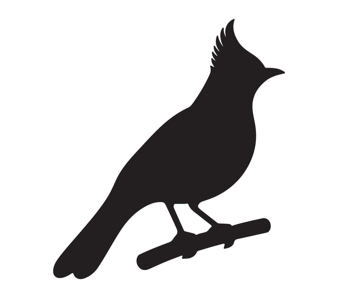 American Robin Black Silhouette on white background vector
